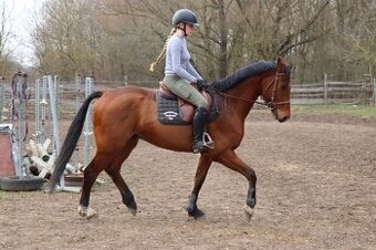 Valach pro šikovnou juniorku