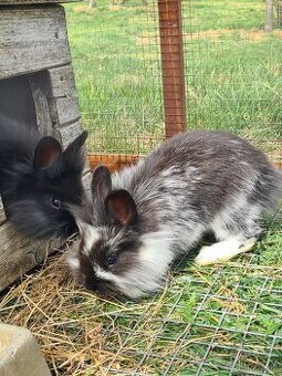 Zkřížení zakrslý králíčci