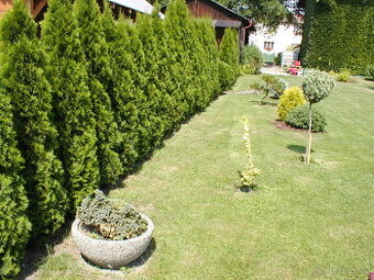 Smaragd - tuje