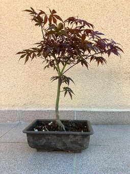 Bonsai, Bonsaj, japonský javor, skalky