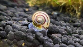 Mini ampulárie - 1
