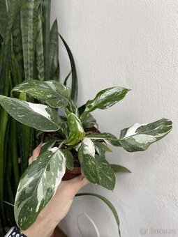 Filodendron - panašovaný č. 1