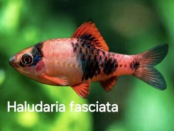 Parmičky - Haludaria fasciata pradhani