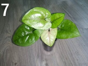 Syngonium Matcha