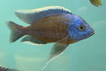 Tlamovci Copadichromis borleyi