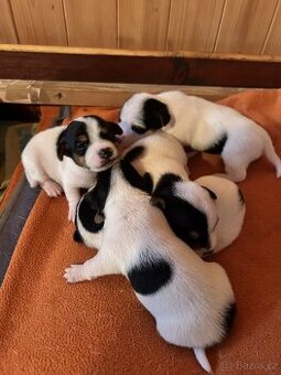 štěňátka Jack Russell teriéra