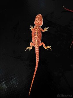 Agama vousatá RED - 1
