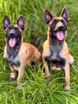 BELGICKÝ OVČÁK MALINOIS - ŠTĚŇATA S PP