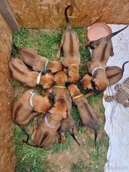 Rhodéský ridgeback