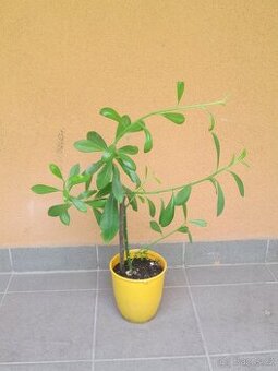 Gumovník - Synadenium grantii - 1