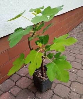 Fíkovník smokvoň (Ficus carica)