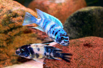 Zebra blue OB Masinje-Malawi