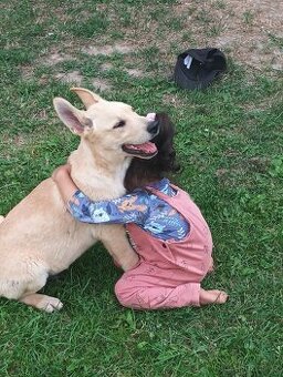 Prodám štěně kříženec vlčáka