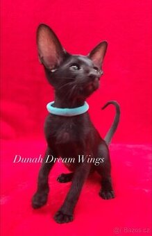 Orientální kočka s PP Dunah Dream Wings