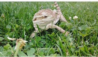 Agama Vousatá 3 měsíční mládě. S chovem poradím.Předaní, Kra