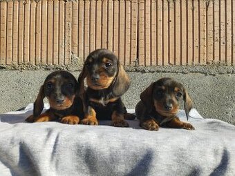 Jezevčík trpasličí