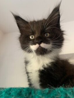 mainská mývalí s PP - kočička