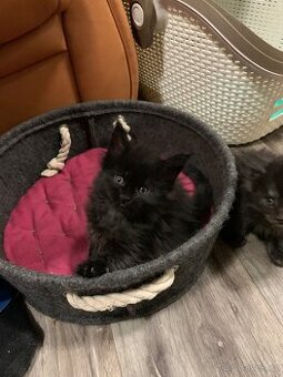 mainská mývalí koťata