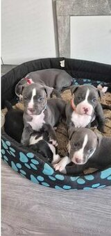 Americký Stafordšírský teriér modrý