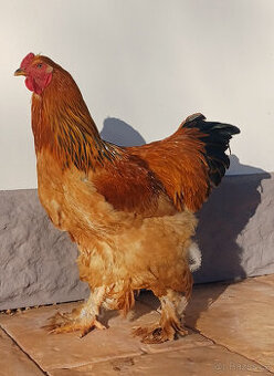 Brahmanka žlutá kohout