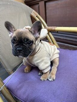 Francouzský buldoček