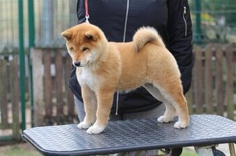 Shiba Inu s PP FCI