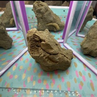 Zkameněliny - fosilie