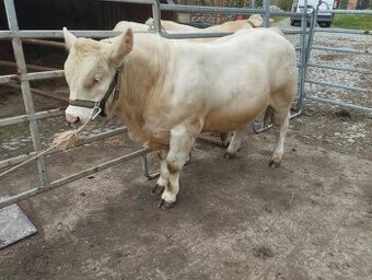 Plemenný býk charolais