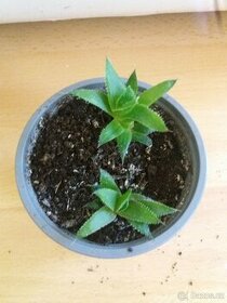 Aloe vera rostlinky - 1