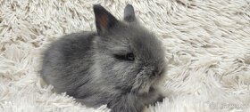 Zakrslý králík, králíček-(TEDDY)-JUSTYN