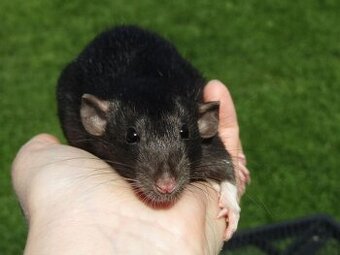 Dumbo, rex, obláčkový efekt - mláďata potkánků s VP - 1