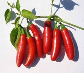 Sazenice Chilli Serrano Tampiqueno