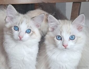 Kočičky  ragdoll s PP - 1