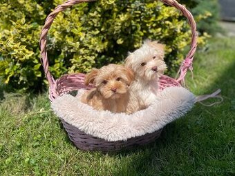 Maltipoo štěňátka