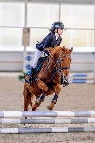 Pony do sportu 135cm.