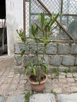 Oleander