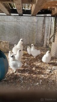 Prodám odchovy Hedvábniček