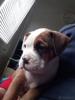 Štěně Americký Staford Kluk