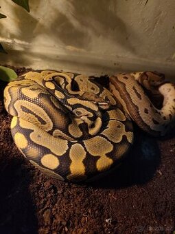 Krajta královská i s teráriem