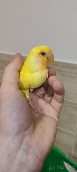 Agapornis ružohrdly