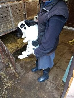 Králíci samice i samci německý obrovitý strakáči a křížencia