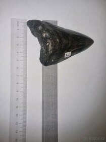 Zub prehistorického megalodonu, 9cm