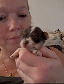 Jorkšírsky teriér s PP Biro chlapeček