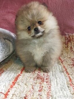 Pomeranian