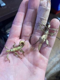 Extatosoma tiaratum, strašilka australská