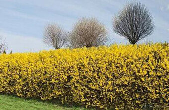 ZLATICE-Zlatý déšť: POSEL JARA