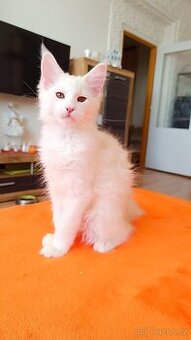 Mainská mývalí s PP