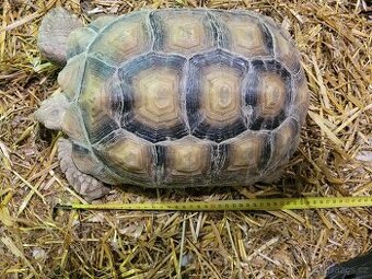 Želva ostruhatá samec