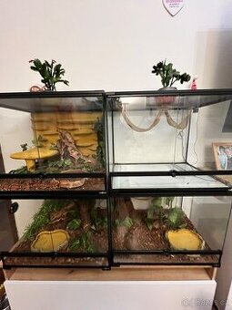 Terárium + hadi