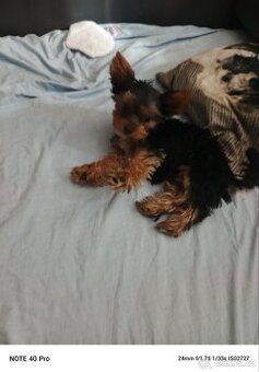 Jorkšírský teriér kluk